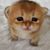 Mithona Morn Kh's profile image