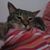 Wagner Brenes's profile image