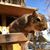 Deb Oden's profile image