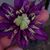 Lily Grower's profile image