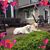 April Tallman Sarkis's profile image