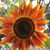 Joanne Hendricks's profile image
