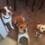 Debbie Collins Bushey's profile image