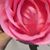 Rose Diamond's profile image