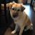 Tammy Corntassel's profile image