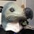 Gillian Holroyd's profile image