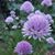 Echo Balliett-Legge's profile image