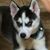 Misty Schieffler's profile image