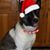 Sydney Gilliard's profile image