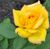 Inge Curtis's profile image