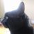 Heidi Dietrich's profile image