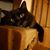 Barbara Melani's profile image
