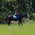 Teri Capo's profile image