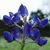 Brenda Cheatham Roughton's profile image