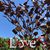 Lisa Pinson Mayhew's profile image
