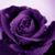 Terri Dees's profile image
