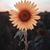 Yashira Cordero-Torres's profile image