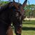 Gloria Lawless's profile image