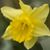 Julia Pen McCutcheon Pimentel's profile image