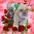 Adrienne Reardon McLoughlin's profile image