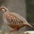 Francis Winstone-Partridge's profile image