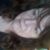 Susan Arnold's profile image