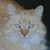 Sheila Weidner's profile image