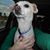 Desiree Chantilly Mehrez's profile image