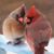 Elaine Marie Schmidt's profile image