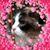 Anne Marie's profile image