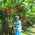 Garces Paola's profile image