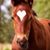 Pawsha Bear's profile image