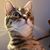 Karen Charikofsky's profile image