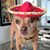 Sandy King's profile image