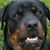 Staci Reuer's profile image