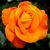 Janis Jones's profile image