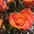 Sallie Gregory's profile image