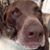 Bud Labrador Carmichael's profile image