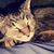 Karin Schermerhorn's profile image
