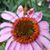 Diane Duval Howell's profile image