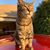 Lesleigh Chrisman's profile image