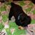 Shirley Powell's profile image