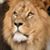 Ben Ezra Ariel's profile image