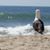 Christine Cisco LaPoint's profile image