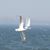 Adaire Deriso's profile image