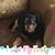 Sheina Brewer Runions's profile image