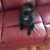 Sandi Morrison's profile image