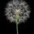 Mackenzie Strebel's profile image