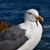 Chris Allen's profile image