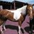 Carolyn Ann Gilstrap's profile image